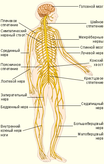 нервная система человека