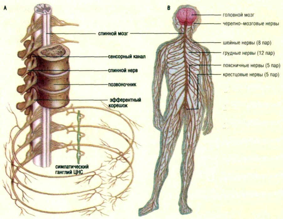 нервная система