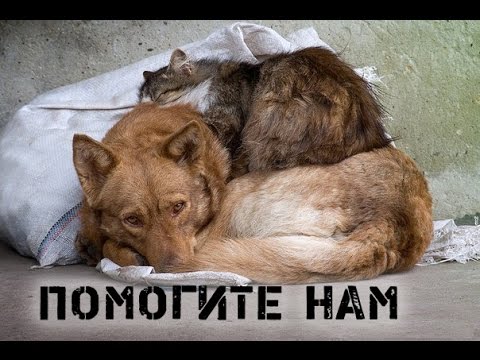 бездомные животные