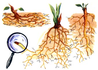 корни растений