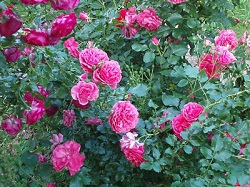 роза садовая уход